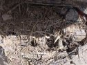 tubo seat toledo Foto 5